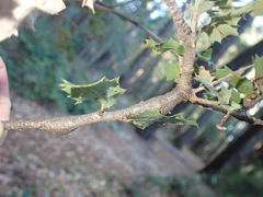 Protobalandricus spectabilis