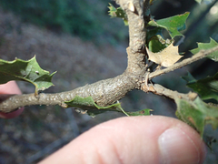 Protobalandricus spectabilis