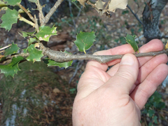 Protobalandricus spectabilis