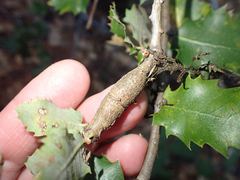 Protobalandricus spectabilis