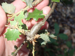 Protobalandricus spectabilis