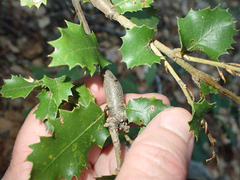 Protobalandricus spectabilis