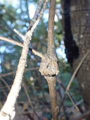 Dryocosmus asymmetricus