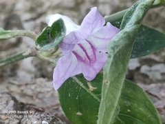 Ruellia repens