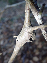 Dryocosmus asymmetricus