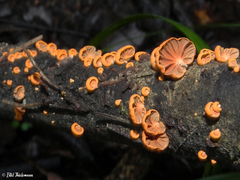 Anthracophyllum discolor