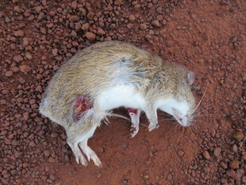 Gardner's Spiny-rat