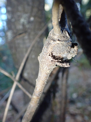 Dryocosmus asymmetricus