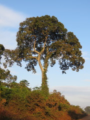 Bertholletia excelsa