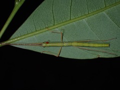 Marmessoidea rosea