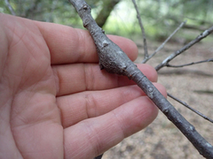 Dryocosmus asymmetricus