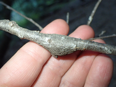 Dryocosmus asymmetricus