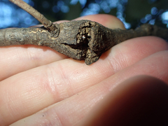 Dryocosmus asymmetricus