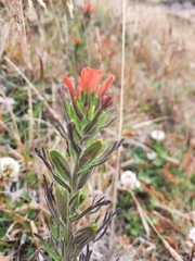 Castilleja arvensis pastorei
