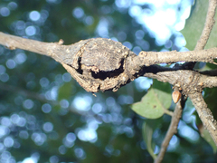 Dryocosmus asymmetricus