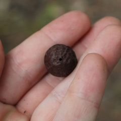 Amphibolips quercusjuglans