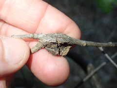 Dryocosmus asymmetricus