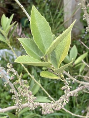 Melicytus chathamicus