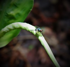 Dyscritomyia