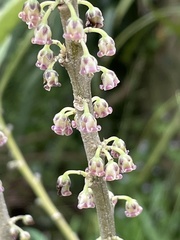 Melicytus chathamicus