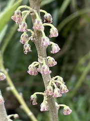 Melicytus chathamicus