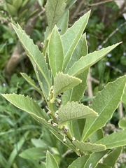 Melicytus chathamicus