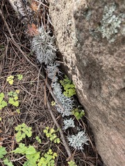 Pseudevernia furfuracea