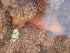 Cnemidocarpa bicornuta