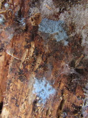 Byssocorticium pulchrum