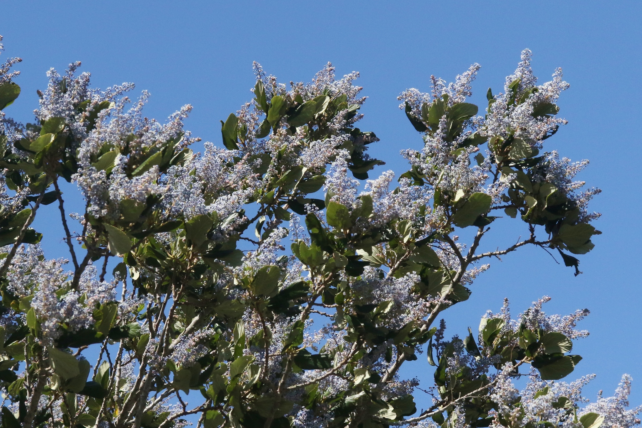 Ceanothus arboreus