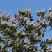 Ceanothus arboreus - Photo (c) James Bailey, algunos derechos reservados (CC BY-NC), uploaded by James Bailey