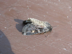 Adelphagrotis indeterminata