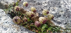 Silene birgittae