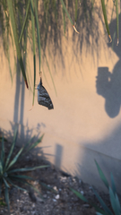 Libytheana carinenta