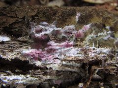 Ceriporia purpurea