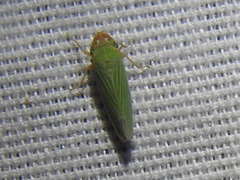 Xyphon reticulatum