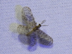 Nallachius americanus