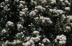 Ceanothus megacarpus insularis