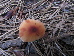 Laccaria laccata pallidifolia