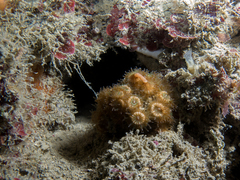 Cladocora caespitosa