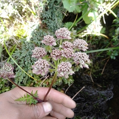 Hymenidium pilosum