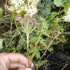 Hymenidium pilosum