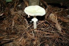 Amanita magnivelaris