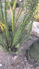 Fouquieria splendens