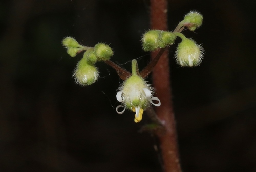 Coral Bells (Island Alumroot)