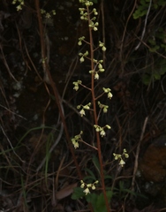 Heuchera maxima