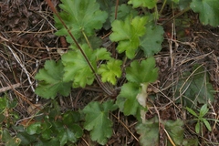 Heuchera maxima