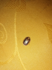 Phytholaema mutabilis