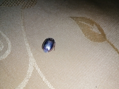 Phytholaema mutabilis