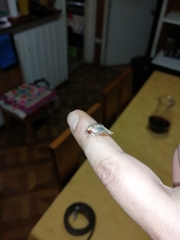 Phytholaema mutabilis